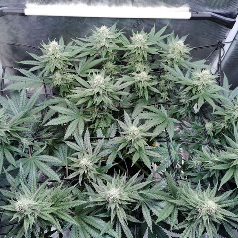 Cookies Kush #2 growlog timeline photo
