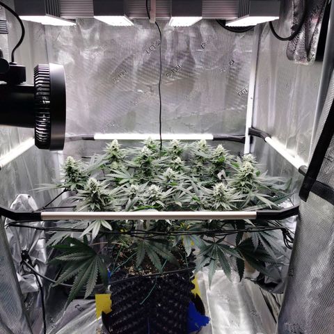 Cookies Kush #2 growlog timeline photo