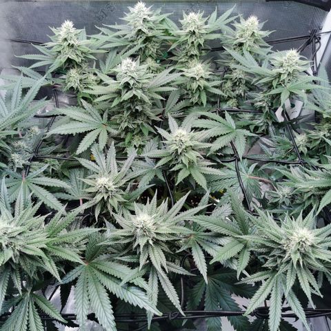 Cookies Kush #2 growlog timeline photo