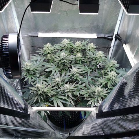 Cookies Kush #2 growlog timeline photo