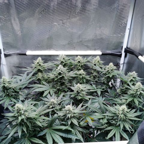 Cookies Kush #2 growlog timeline photo