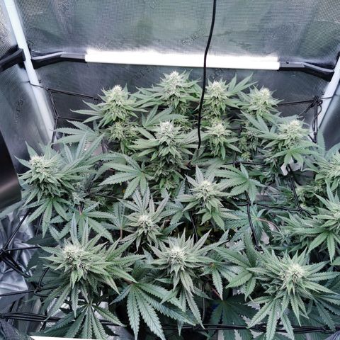 Cookies Kush #2 growlog timeline photo