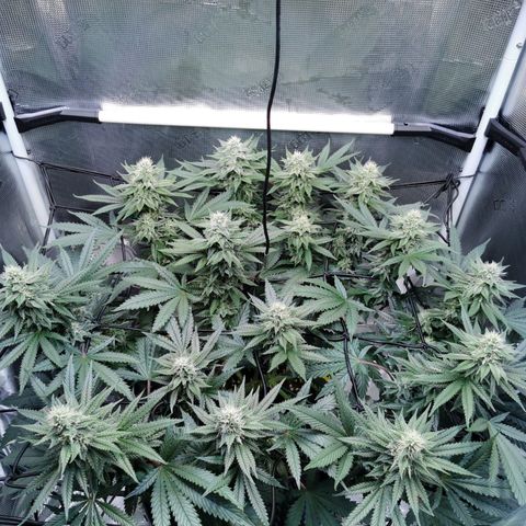 Cookies Kush #2 growlog timeline photo