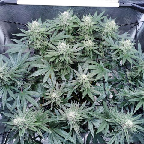 Cookies Kush #2 growlog timeline photo