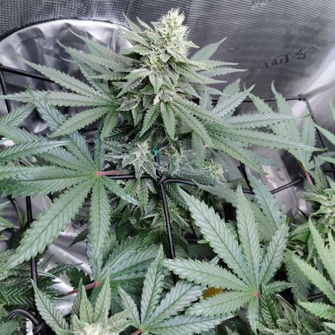 Cookies Kush #2 growlog timeline photo