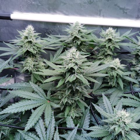 Cookies Kush #2 growlog timeline photo