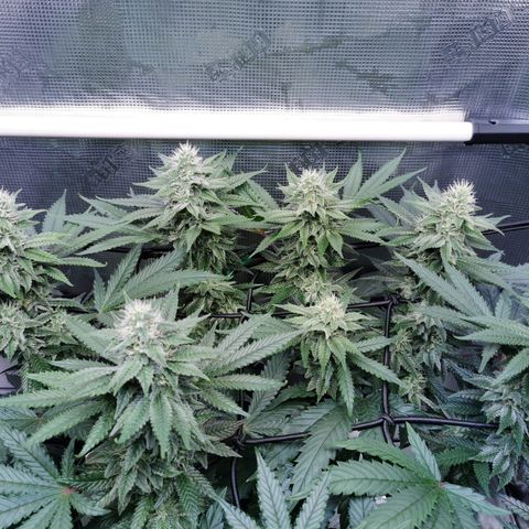 Cookies Kush #2 growlog timeline photo