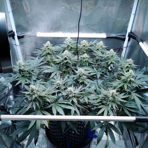 Cookies Kush #2 growlog timeline photo