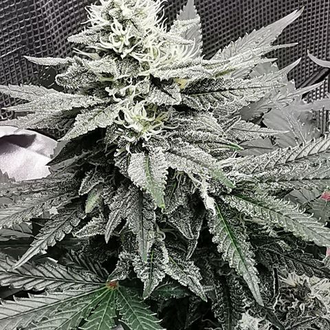 Cookies Kush #2 growlog timeline photo