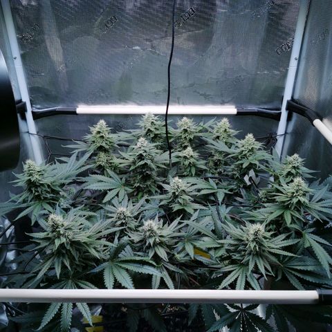 Cookies Kush #2 growlog timeline photo