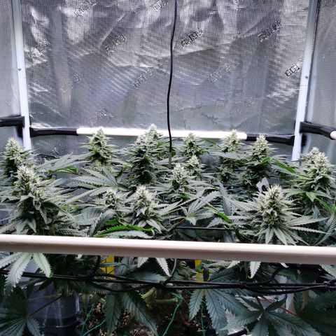 Cookies Kush #2 growlog timeline photo