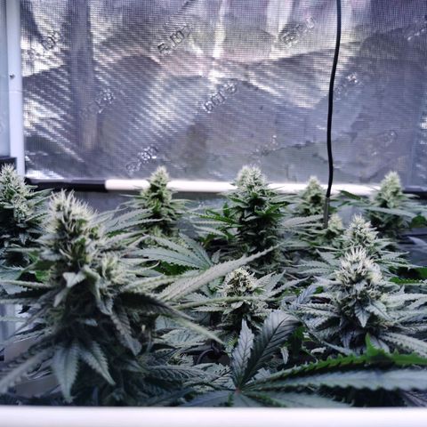 Cookies Kush #2 growlog timeline photo