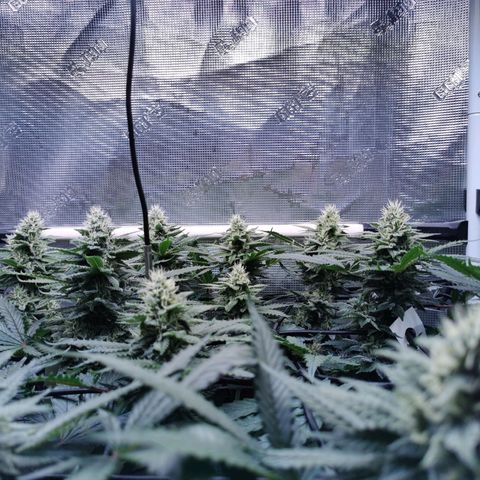 Cookies Kush #2 growlog timeline photo