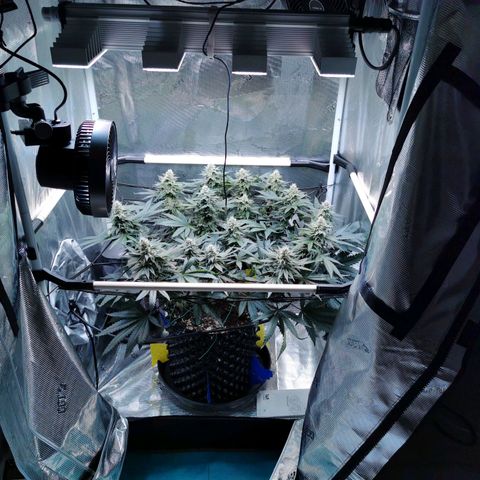 Cookies Kush #2 growlog timeline photo