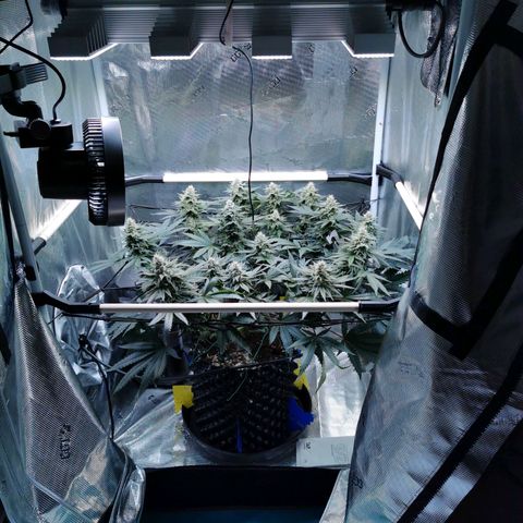 Cookies Kush #2 growlog timeline photo