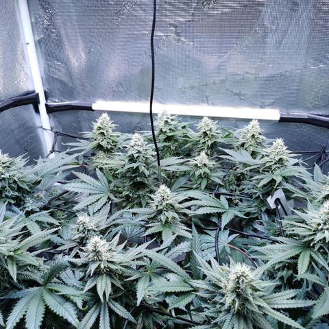 Cookies Kush #2 growlog timeline photo