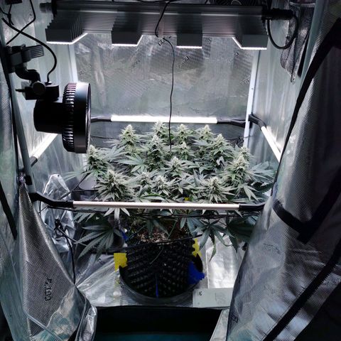 Cookies Kush #2 growlog timeline photo