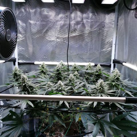 Cookies Kush #2 growlog timeline photo