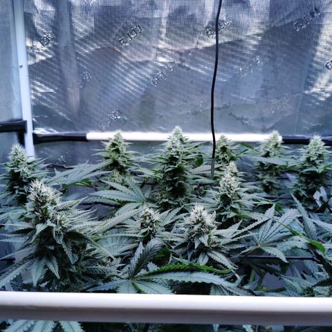 Cookies Kush #2 growlog timeline photo