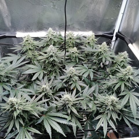 Cookies Kush #2 growlog timeline photo