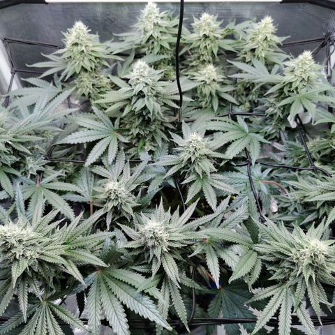 Cookies Kush #2 growlog timeline photo