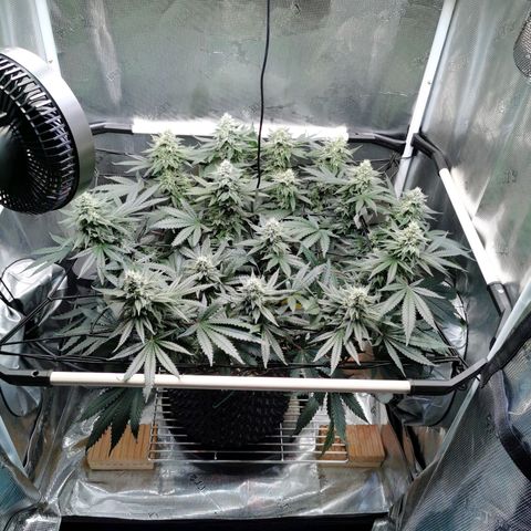 Cookies Kush #2 growlog timeline photo