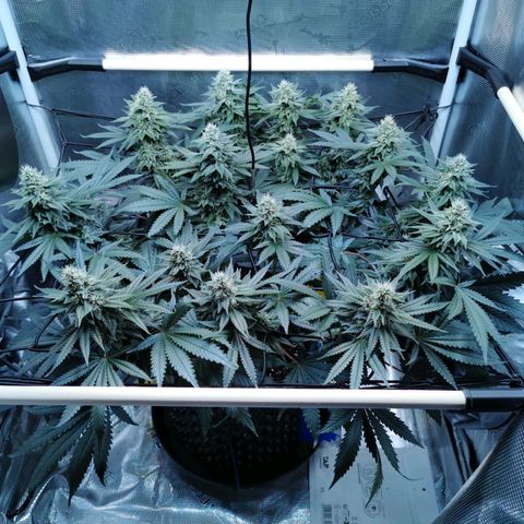 Cookies Kush #2 growlog timeline photo