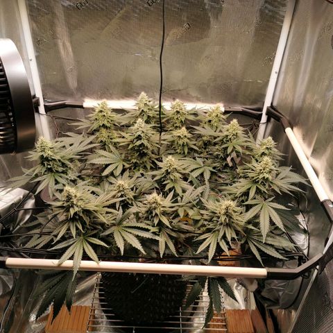 Cookies Kush #2 growlog timeline photo