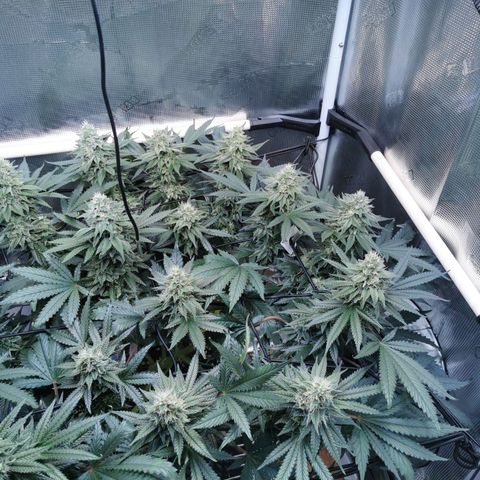 Cookies Kush #2 growlog timeline photo