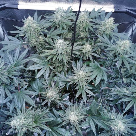Cookies Kush #2 growlog timeline photo