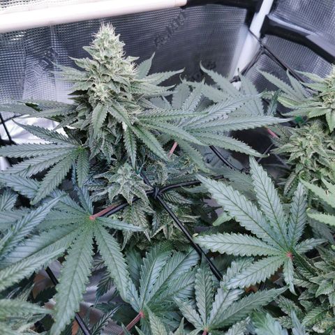 Cookies Kush #2 growlog timeline photo