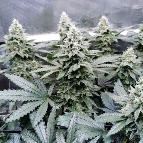 Cookies Kush #2 growlog timeline photo