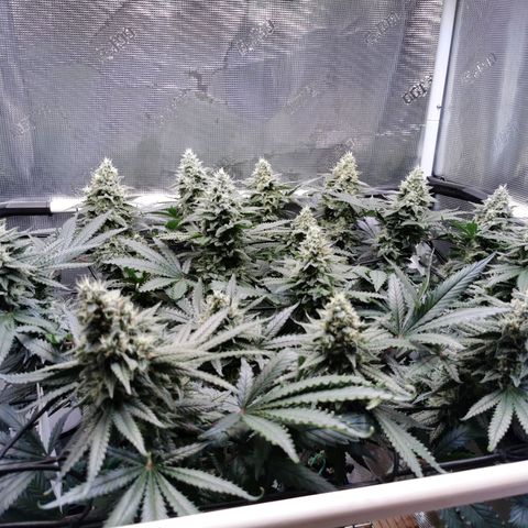 Cookies Kush #2 growlog timeline photo