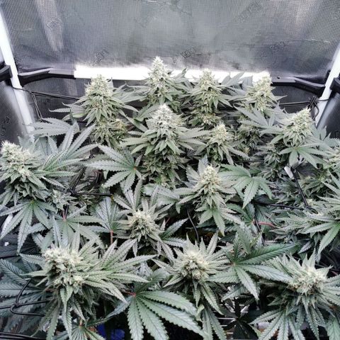 Cookies Kush #2 growlog timeline photo