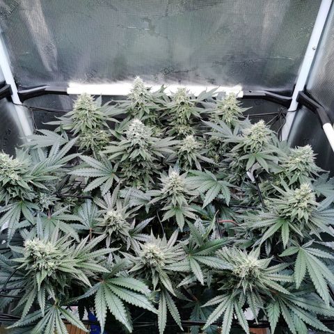 Cookies Kush #2 growlog timeline photo