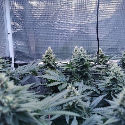 Cookies Kush #2 growlog timeline photo
