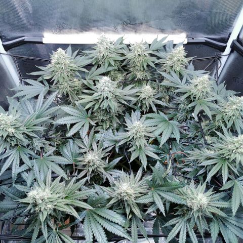 Cookies Kush #2 growlog timeline photo