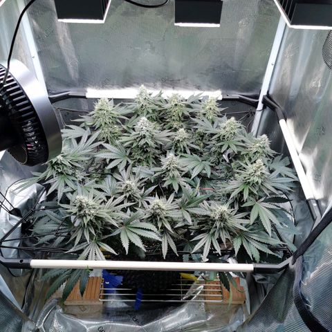 Cookies Kush #2 growlog timeline photo