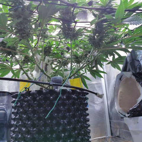 Cookies Kush #2 growlog timeline photo
