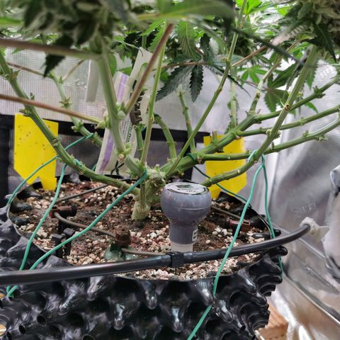 Cookies Kush #2 growlog timeline photo
