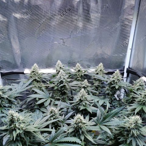 Cookies Kush #2 growlog timeline photo