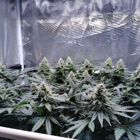 Cookies Kush #2 growlog timeline photo