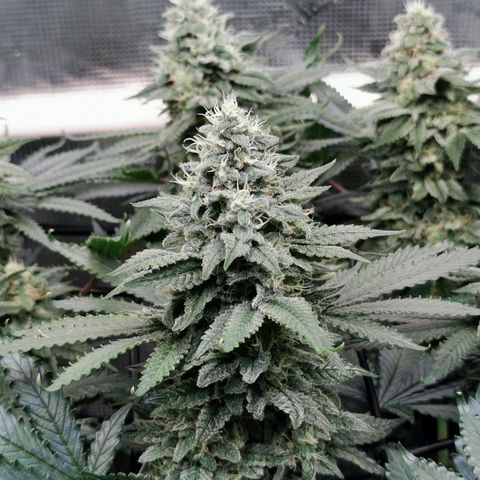 Cookies Kush #2 growlog timeline photo