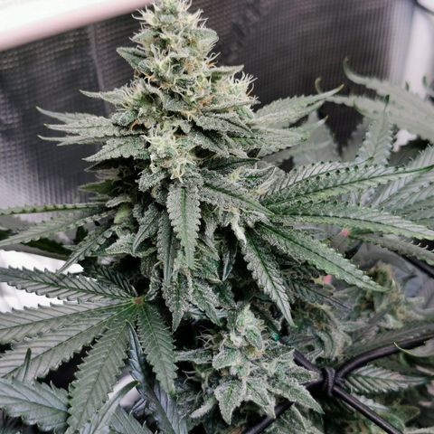 Cookies Kush #2 growlog timeline photo