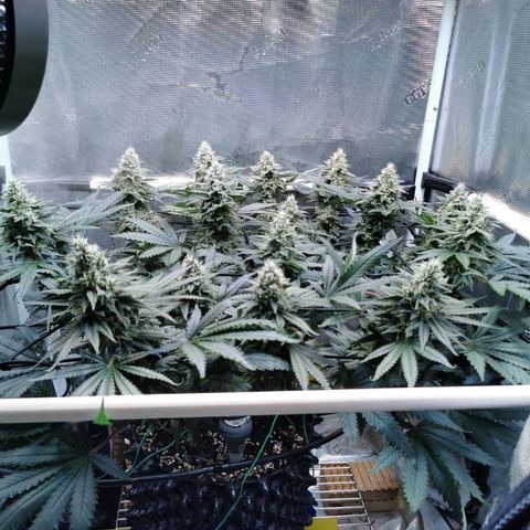 Cookies Kush #2 growlog timeline photo