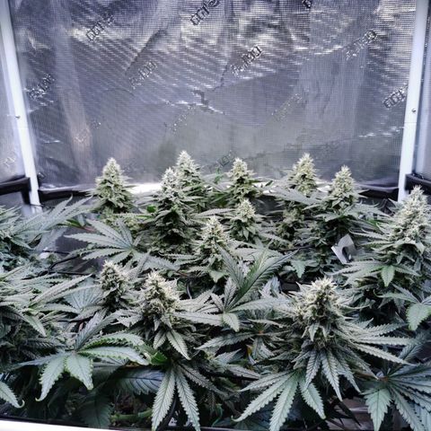 Cookies Kush #2 growlog timeline photo