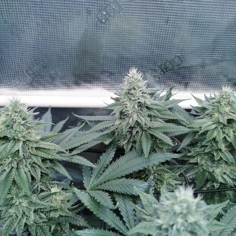 Cookies Kush #2 growlog timeline photo