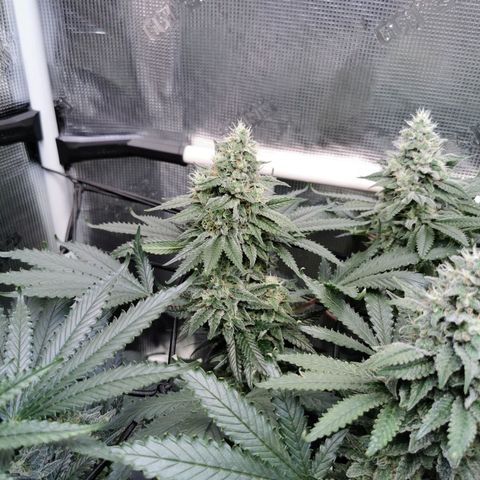 Cookies Kush #2 growlog timeline photo