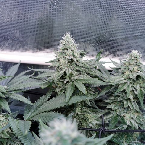 Cookies Kush #2 growlog timeline photo