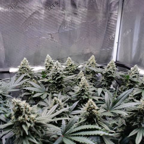 Cookies Kush #2 growlog timeline photo